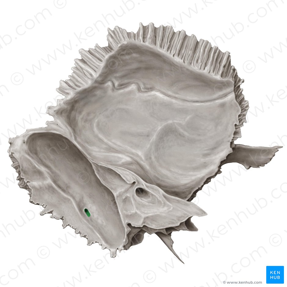 Mastoid foramen (Foramen mastoideum); Image: Samantha Zimmerman