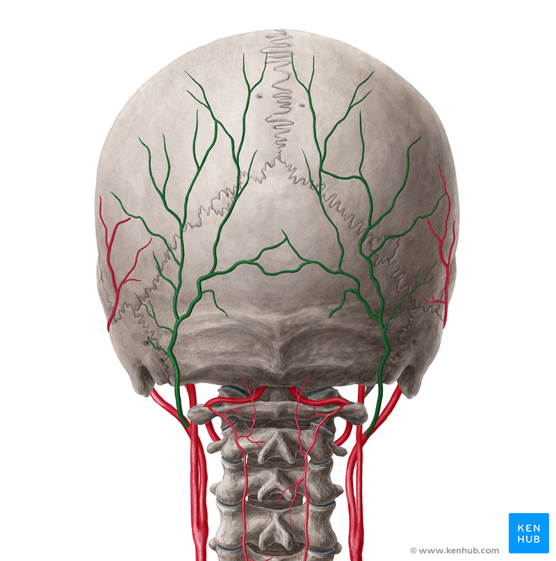 Superficial Arteries and Veins of the Face and Scalp | Kenhub