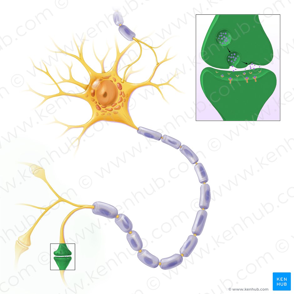 Synapse (Synapsis); Image: Paul Kim