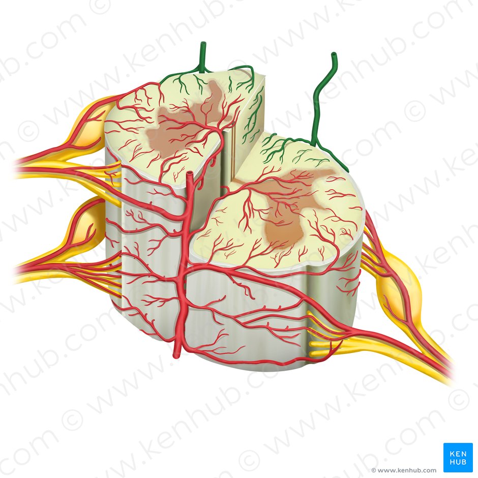 Arterias espinales posteriores (Arteriae spinales posteriores); Imagen: Rebecca Betts
