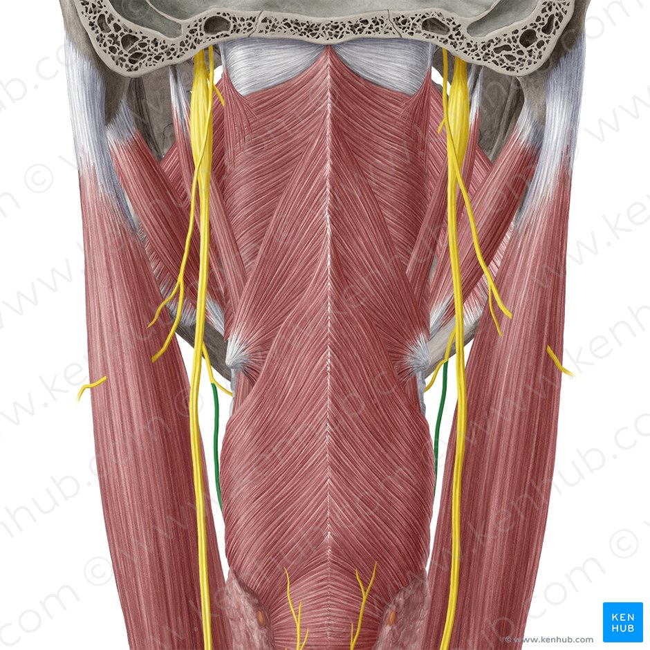 External branch of superior laryngeal nerve (Ramus externus nervi laryngei superioris); Image: Yousun Koh