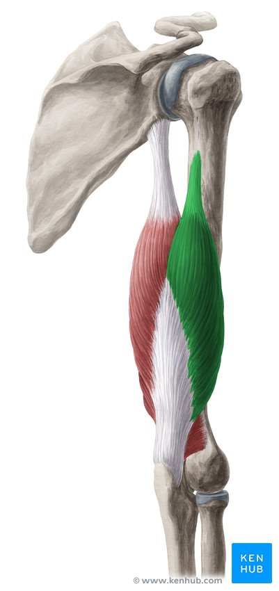 Triceps brachii muscle: Origin, insertion, innervation | Kenhub