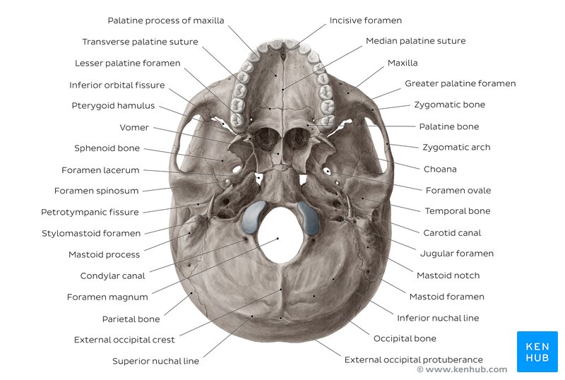 Skull: Anatomy, structure, bones, quizzes | Kenhub