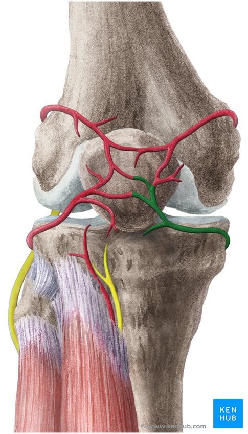 Inferior medial genicular artery - dorsal view