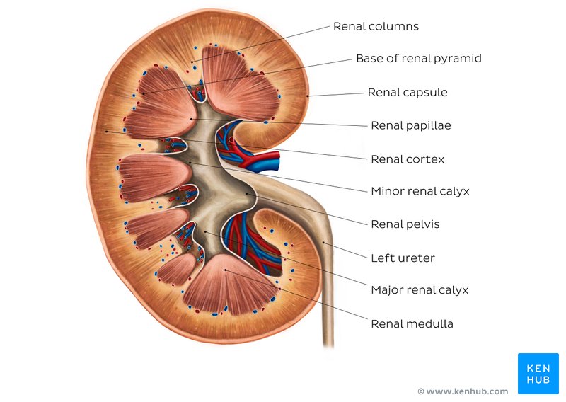 Kidney histology: Nephron, loop of Henle, functions | Kenhub