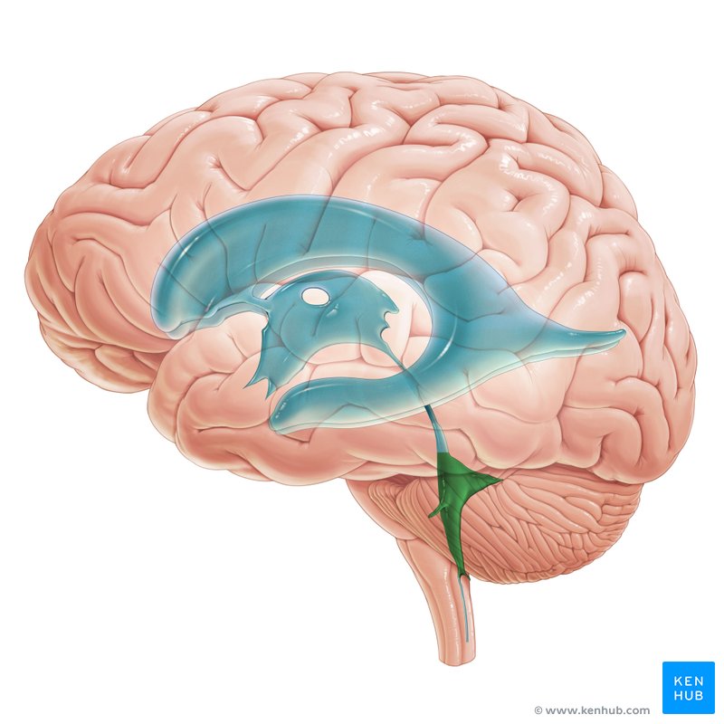 Ventricles of the brain: Anatomy and pathology | Kenhub
