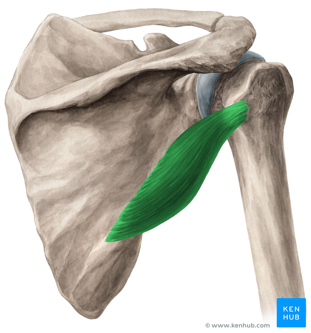 Musculus teres minor - Anatomie, Funktion und Versorgung | Kenhub