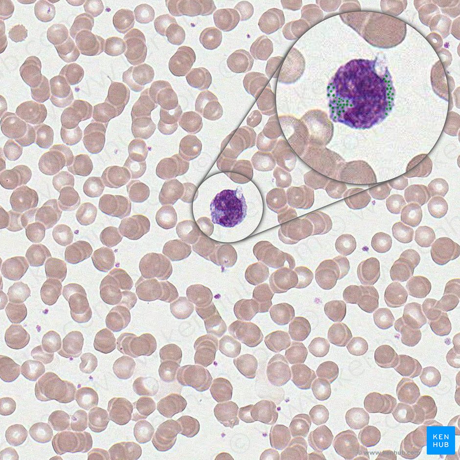 Granulocitos azurófilos de los monocitos (Granula azurophili monocyticus); Imagen: 