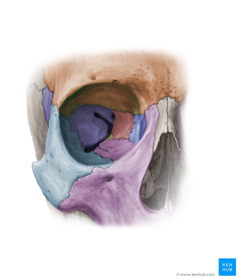 The orbital cavity - anterior view
