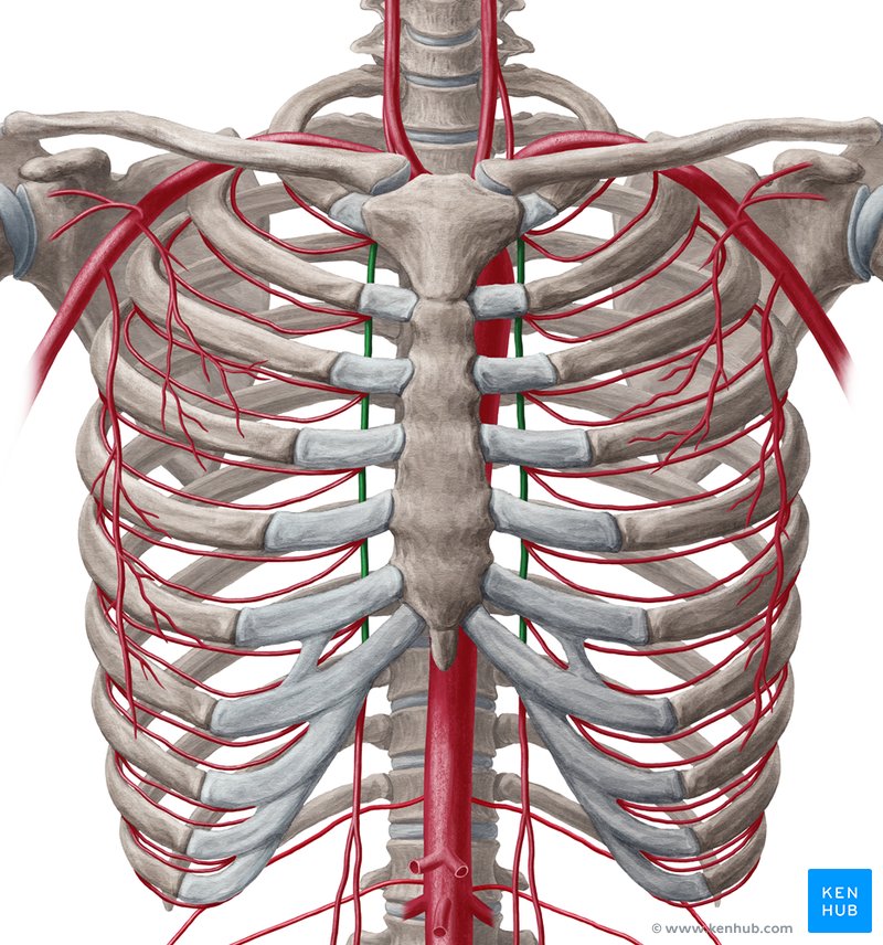 Internal thoracic artery: Anatomy, branches, supply | Kenhub