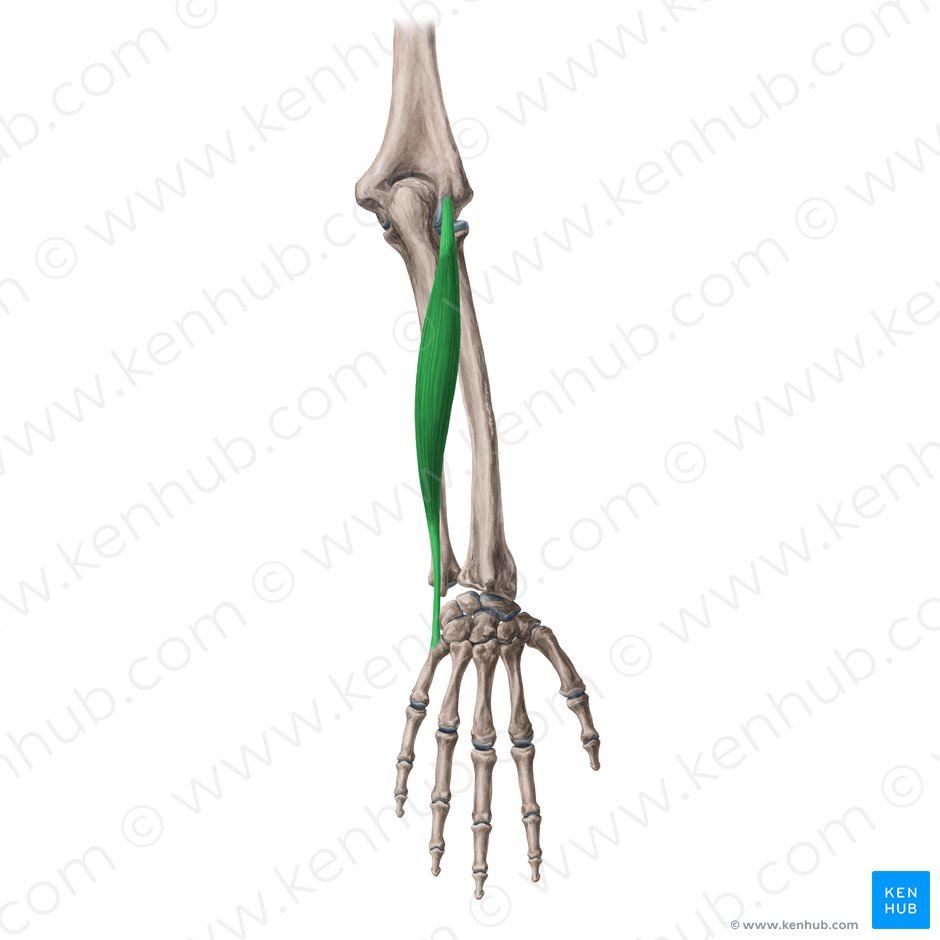 Músculo extensor ulnar del carpo (Musculus extensor carpi ulnaris); Imagen: Yousun Koh