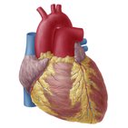 Surface anatomy of the heart