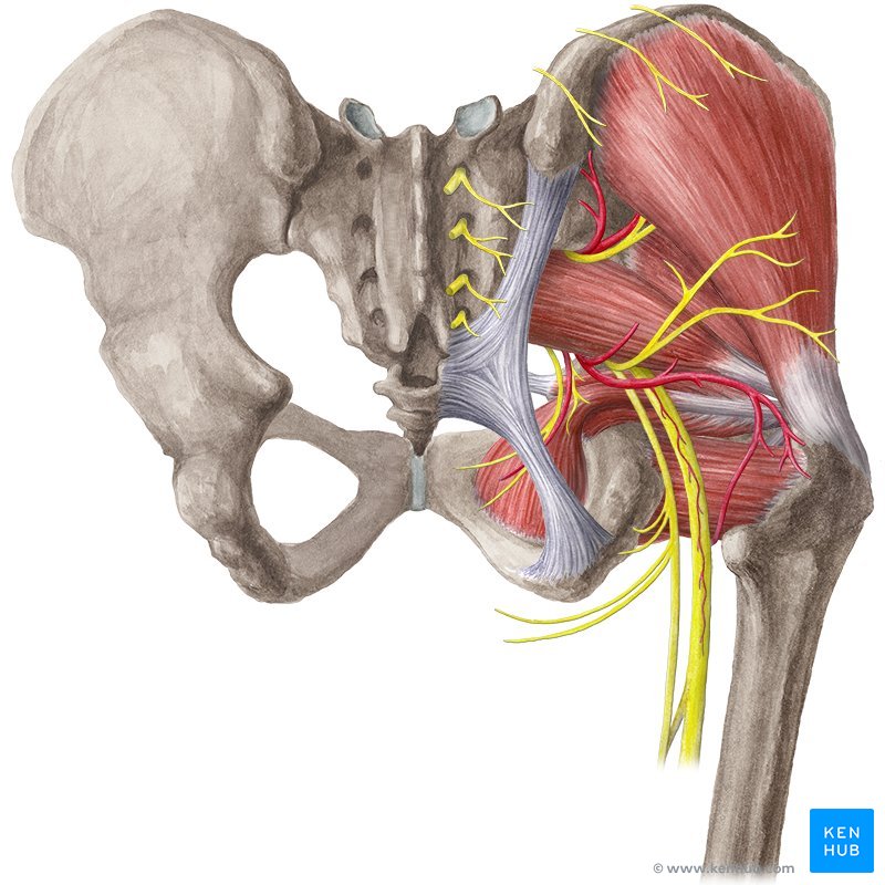 Hip and thigh: Bones, joints, muscles | Kenhub