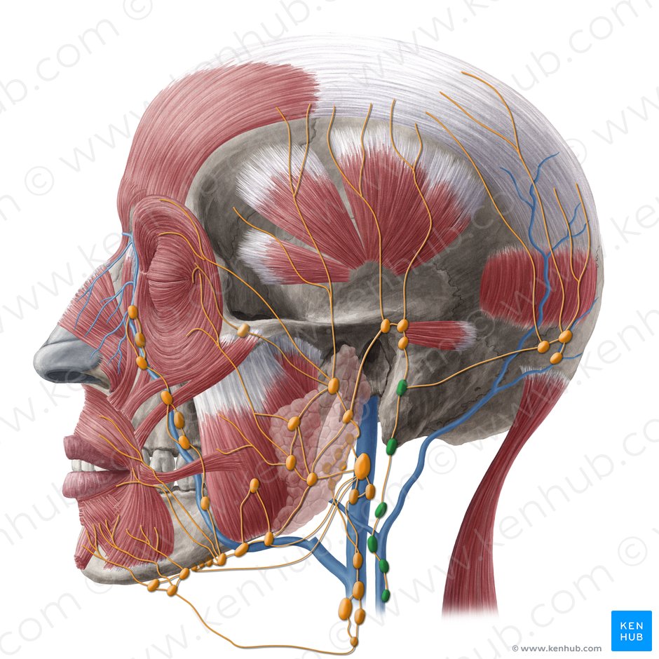 Superficial lateral cervical lymph nodes (Nodi lymphoidei cervicales laterales superficiales); Image: Yousun Koh