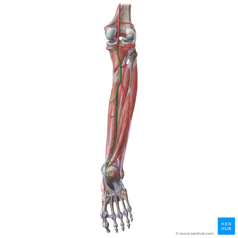 Posterior tibial artery: Anatomy, branches, supply | Kenhub