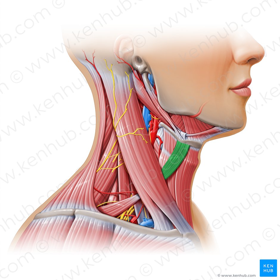 Venter superior musculi omohyoidei (Oberer Bauch des Schulterblatt-Zungenbein-Muskels); Bild: Paul Kim