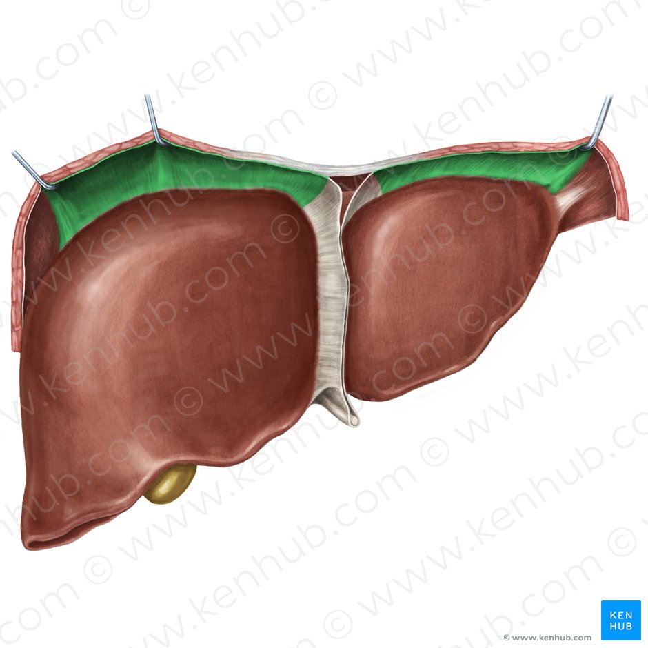 Pars anterior ligamenti coronarii hepatis (Vorderer Abschnitt des Kronenbandes der Leber); Bild: Irina Münstermann