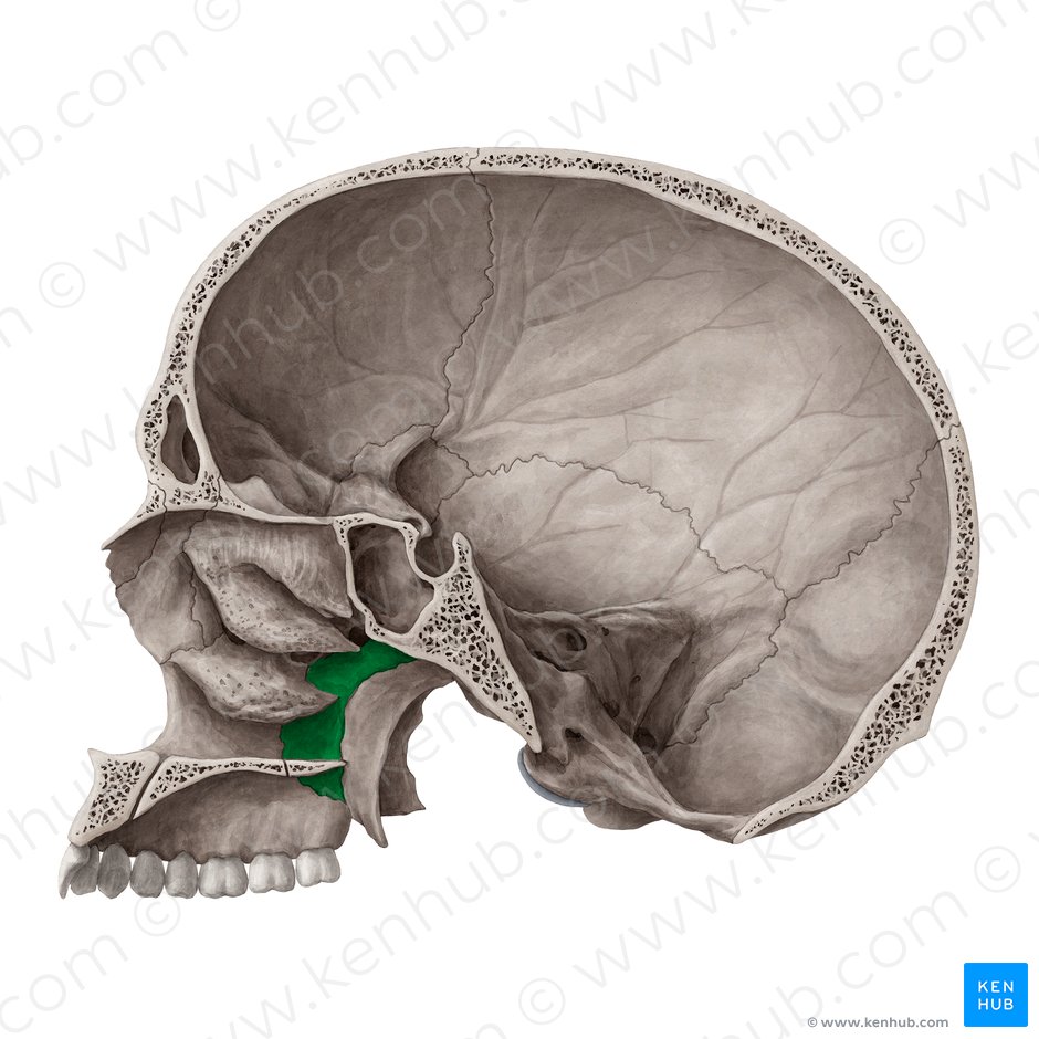 Lamina perpendicularis ossis palatini (Vertikale Platte des Gaumenbeins); Bild: Yousun Koh