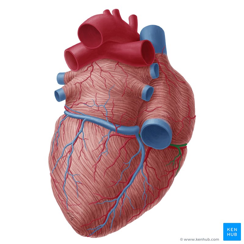 Small cardiac vein: Anatomy, tributaries, drainage | Kenhub