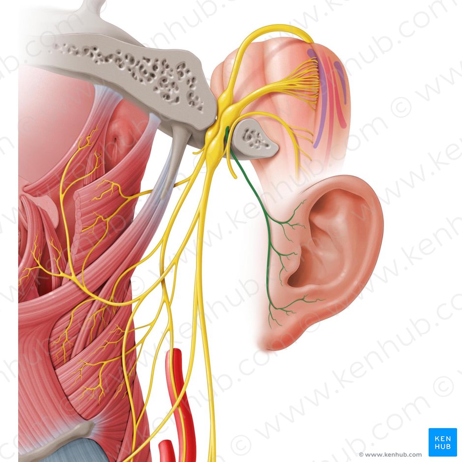 Auricular branch of vagus nerve (Ramus auricularis nervi vagi); Image: Paul Kim