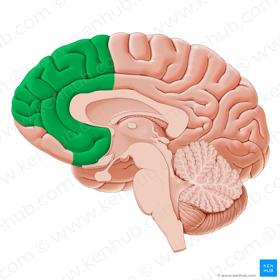 Region medial de la corteza prefrontal (Regio medialis corticis prefrontalis); Imagen: Yousun Koh