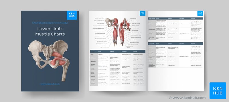 Muscle anatomy reference charts: Free PDF download | Kenhub