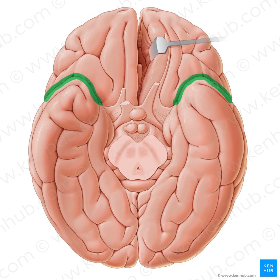 Lateral sulcus (Sulcus lateralis); Image: Paul Kim