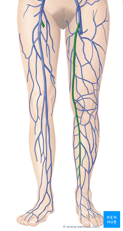 Great Saphenous Vein - Anatomy and clinical conditions | Kenhub