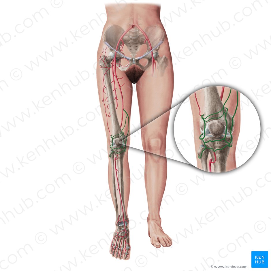 Arterias de la rodilla (Arteriae geniculares); Imagen: Paul Kim