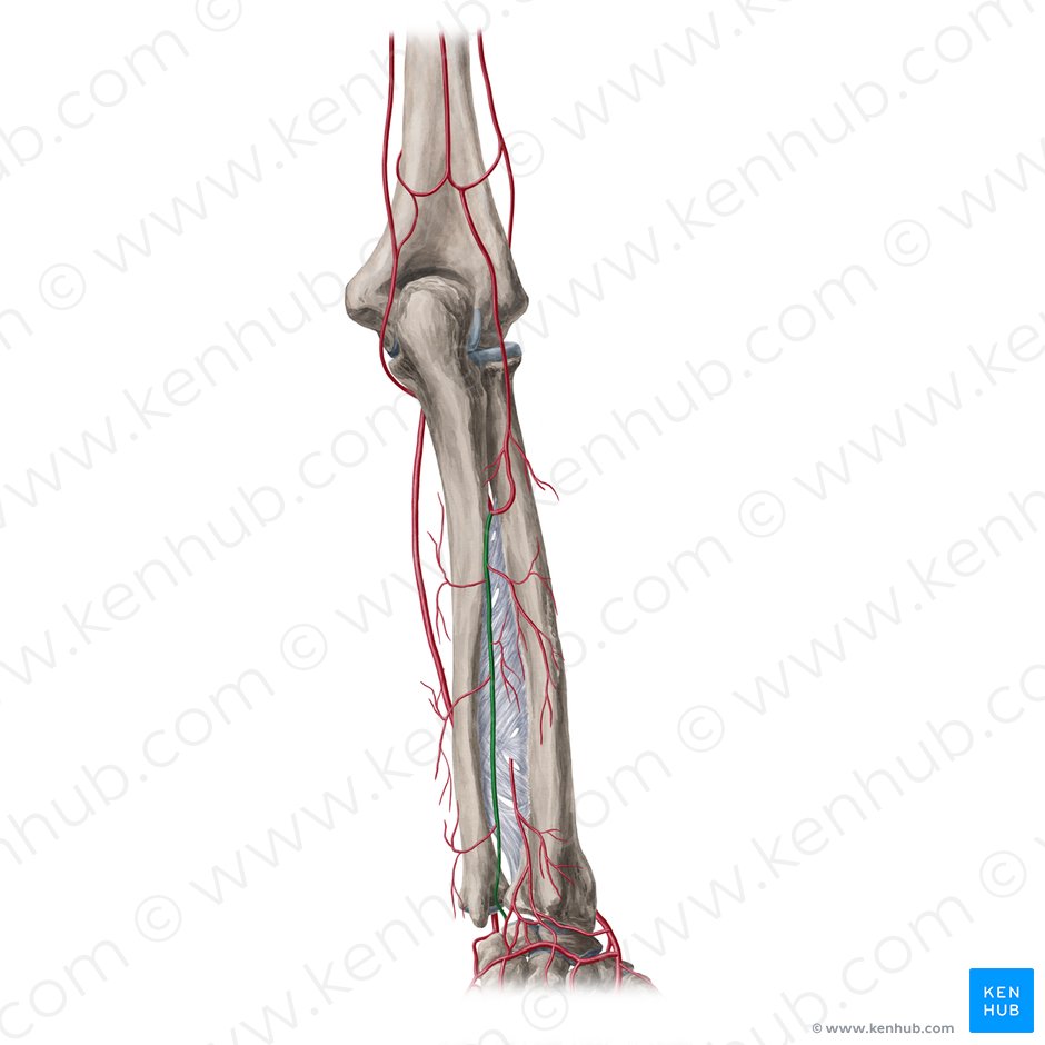 Arteria interossea posterior (Hintere Zwischenknochenarterie); Bild: Yousun Koh