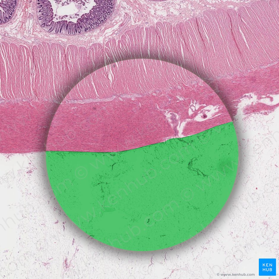 Areolar connective tissue (Textus connectivus areolaris); Image: 