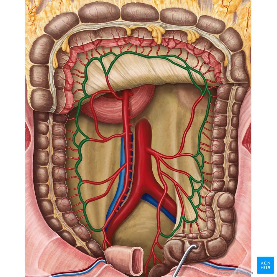 Marginal artery of Drummond: Anatomy, branches, supply | Kenhub
