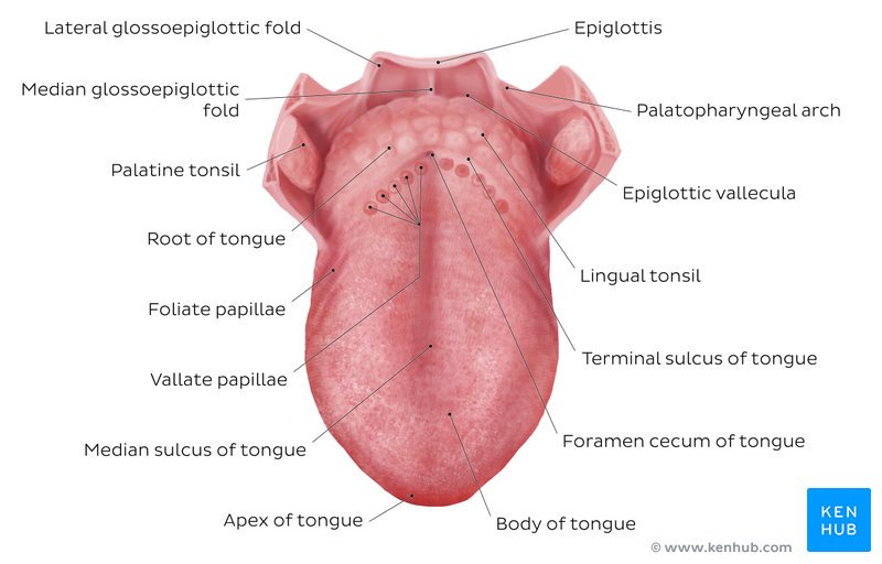 Tongue: Anatomy, muscles, neurovasculature and histology | Kenhub