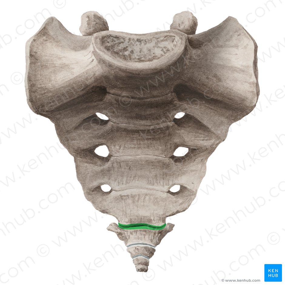 Articulação sacrococcígea (Articulatio sacrococcygea); Imagem: Liene Znotina