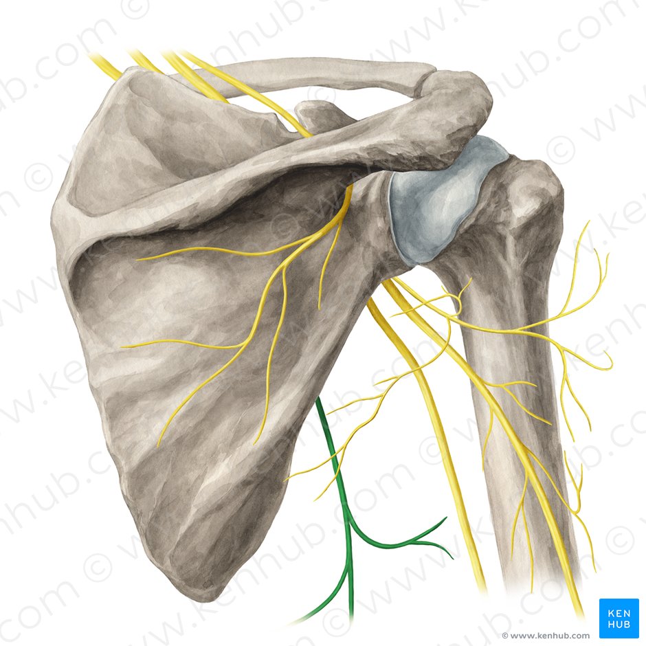 Thoracodorsal nerve (Nervus thoracodorsalis); Image: Yousun Koh