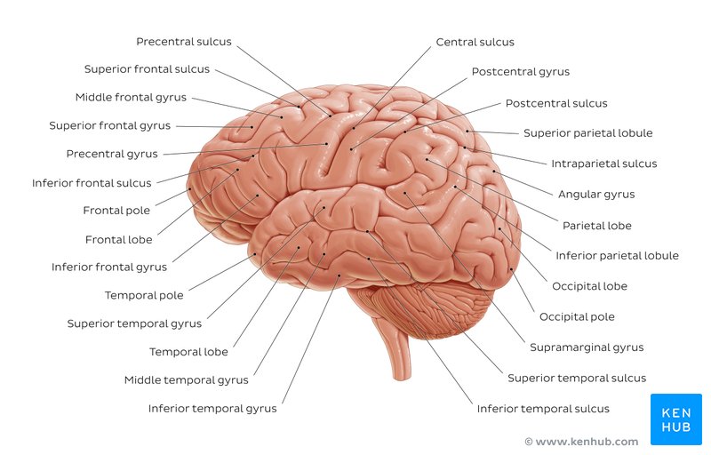 Lateral View Of The Brain Anatomy And Functions Kenhub