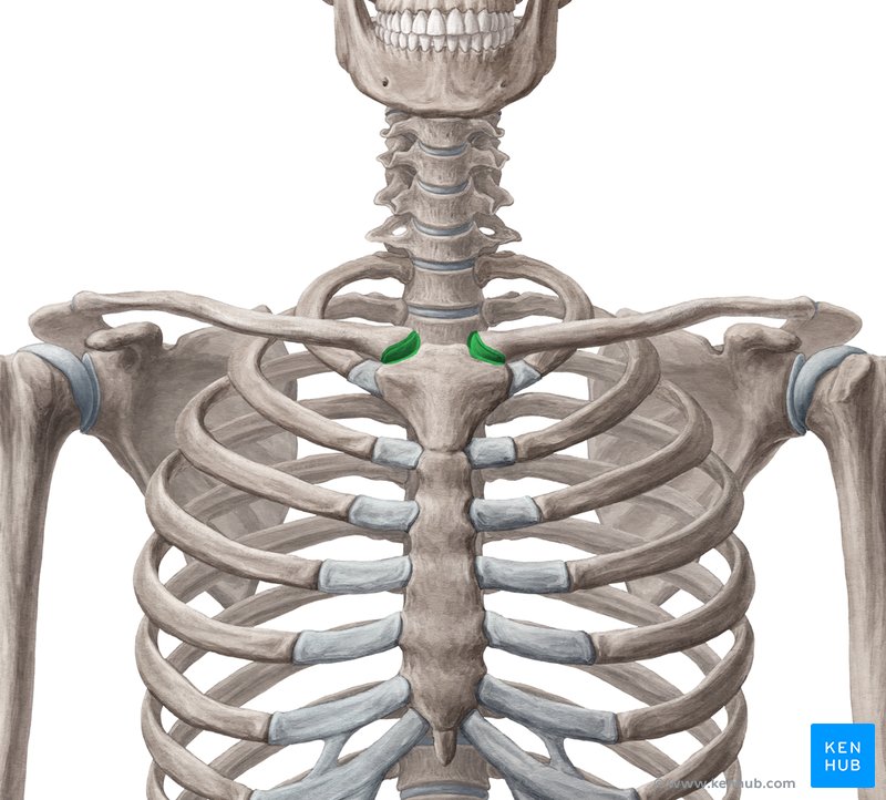 sternoclavicular joint)