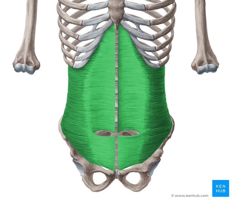 Transversus abdominis, sval, který se upíná jako plechovka plnící prostor mezi žebry a pánví