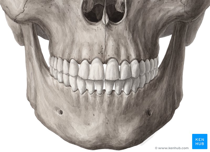 Tooth anatomy: Structure, parts, types and functions | Kenhub