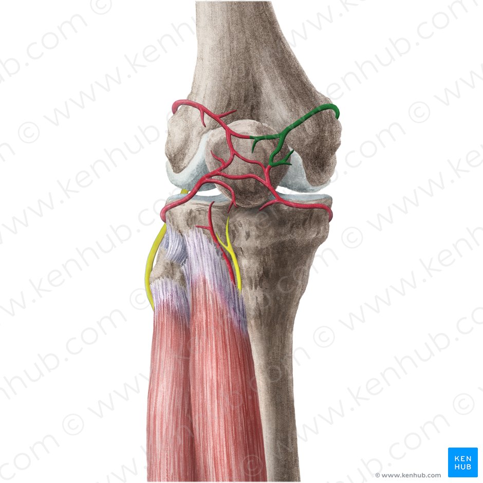 Arteria superior medial de la rodilla (Arteria superior medialis genus); Imagen: Liene Znotina