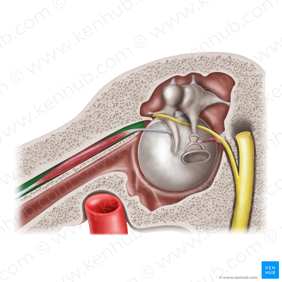 Semicanal for tensor tympani muscle of temporal bone (Semicanalis musculi tensoris tympani ossis temporalis); Image: Mao Miyamoto