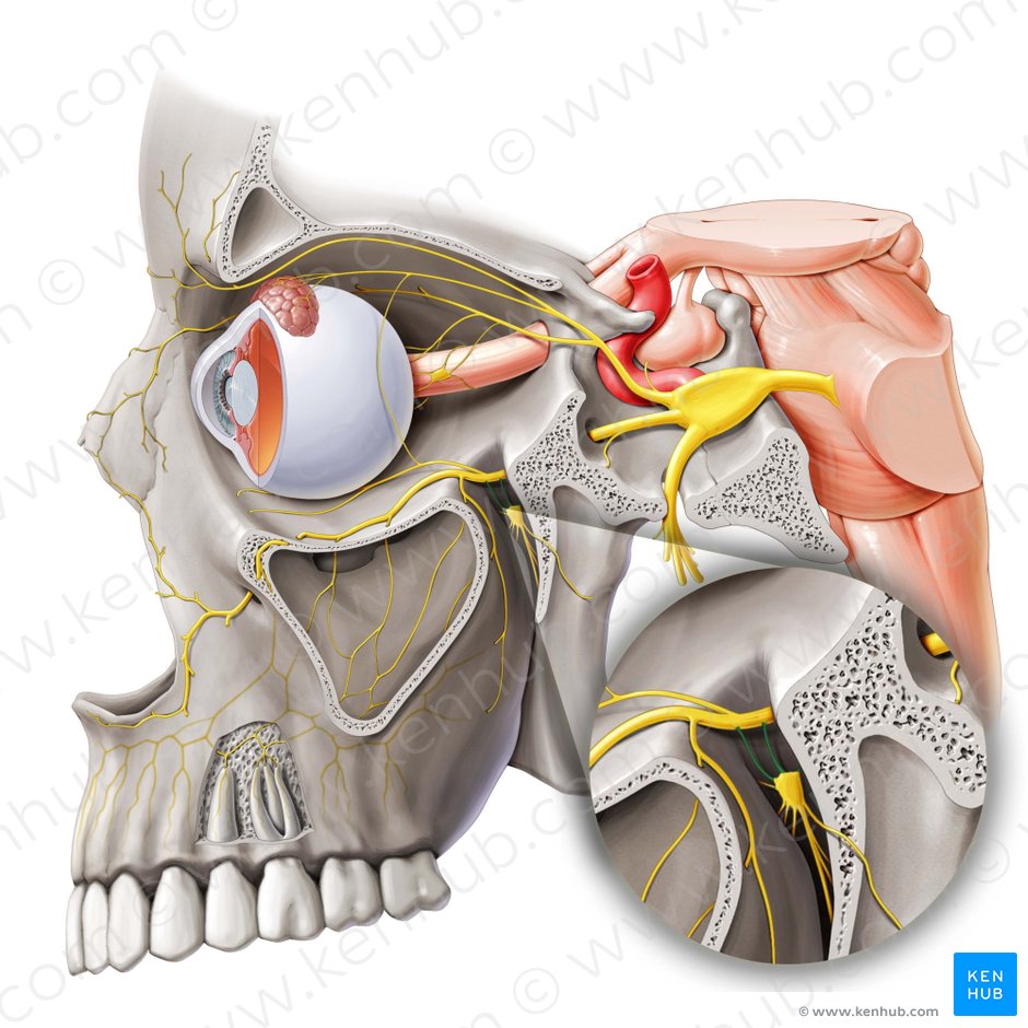 Ramos del nervio maxilar para el ganglio pterigopalatino (Rami ganglionici pterygopalatini nervi maxillaris); Imagen: Paul Kim