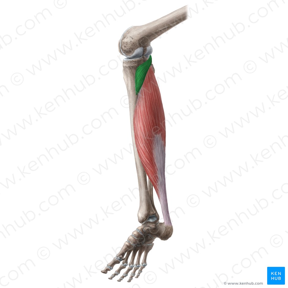 Músculo poplíteo (Musculus popliteus); Imagen: Liene Znotina