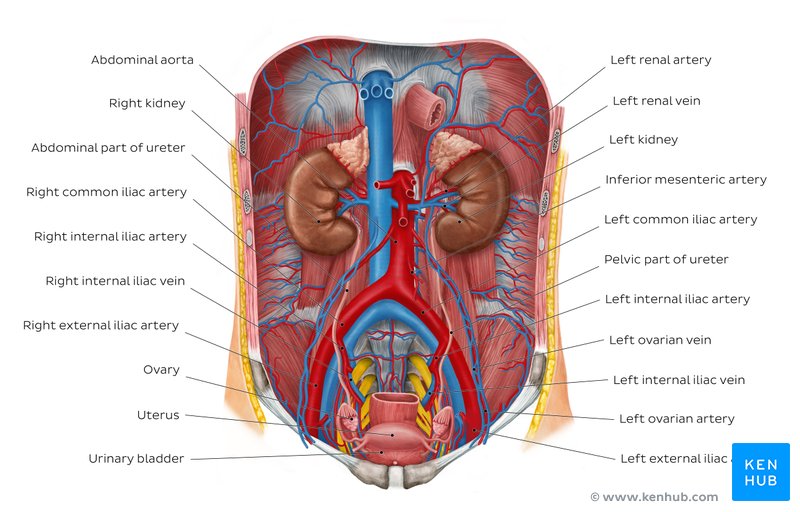 Overview image showing all of the main structures of the urinary system
