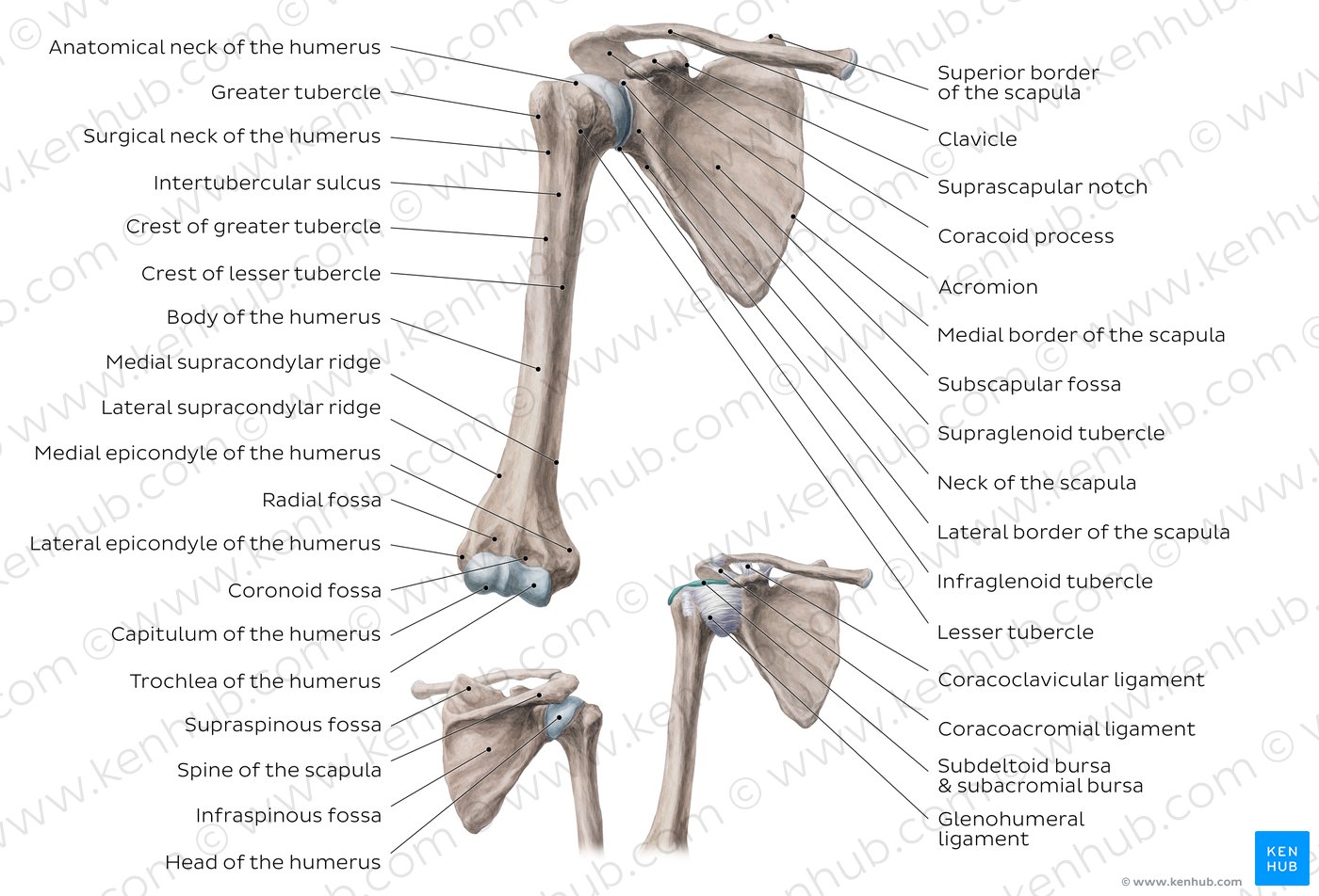 Scapula: Anatomy and clinical notes | Kenhub