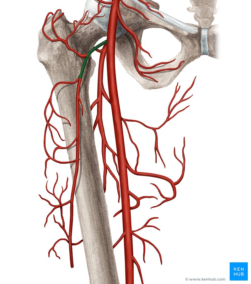 Lateral circumflex femoral artery: Anatomy and branches | Kenhub