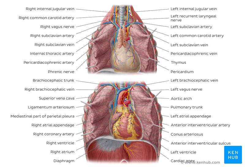 Coronary Arteries And Cardiac Veins Anatomy And Branches Kenhub