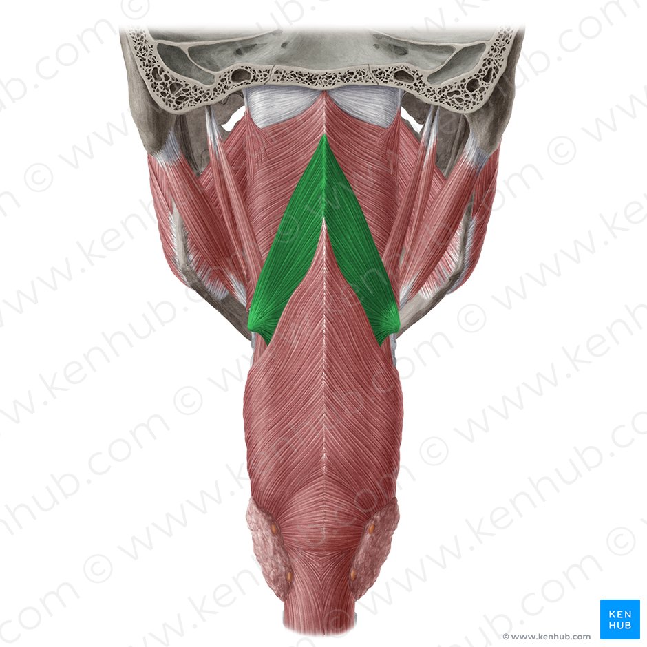 Middle pharyngeal constrictor muscle (Musculus constrictor medius pharyngis); Image: Yousun Koh