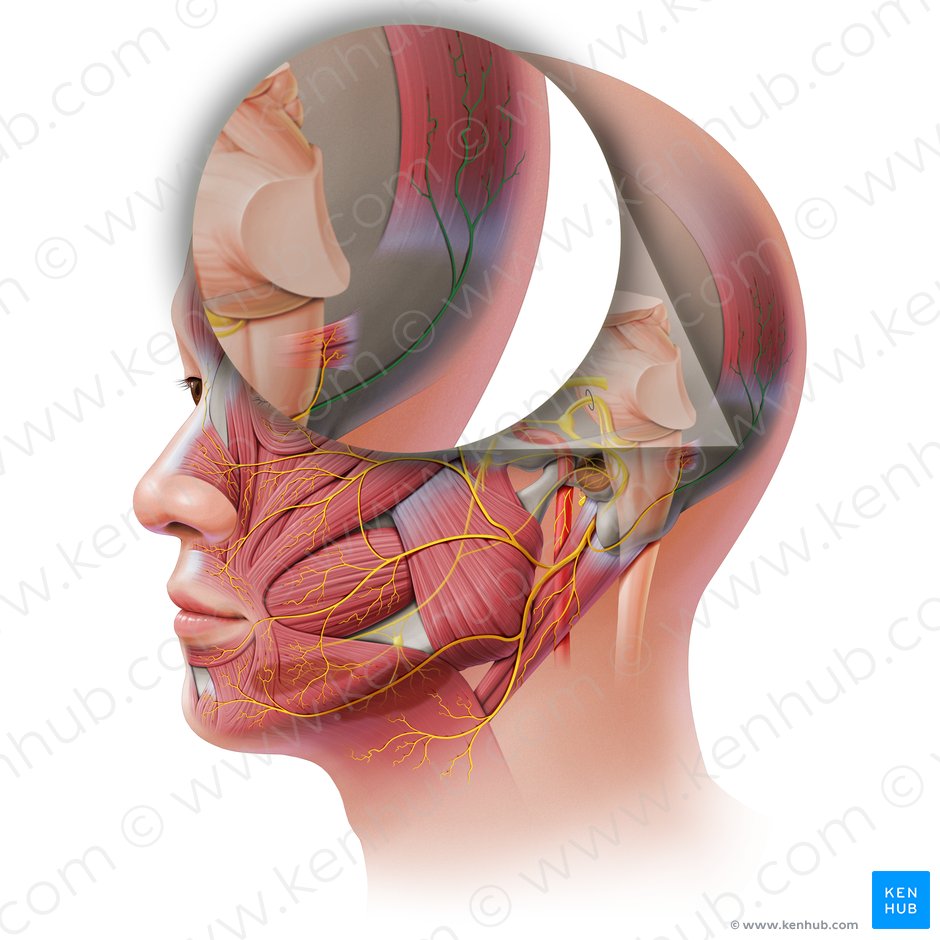 Ramo occipital del nervio auricular posterior (Ramus occipitalis nervi auricularis posterioris); Imagen: Paul Kim