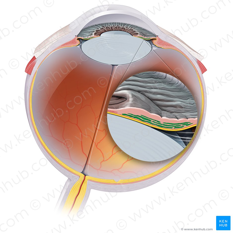 Músculo dilatador de la pupila (Musculus dilatator pupillae iridis); Imagen: Paul Kim